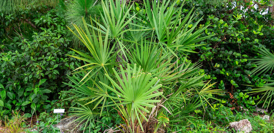 Saw Palmetto Plant Optimized
