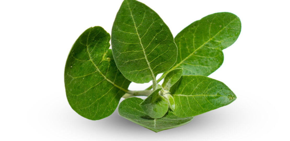ashwagandha-mens-health-featured